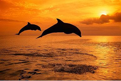 Deep Silver等三家发行品牌将被合到PLAION中